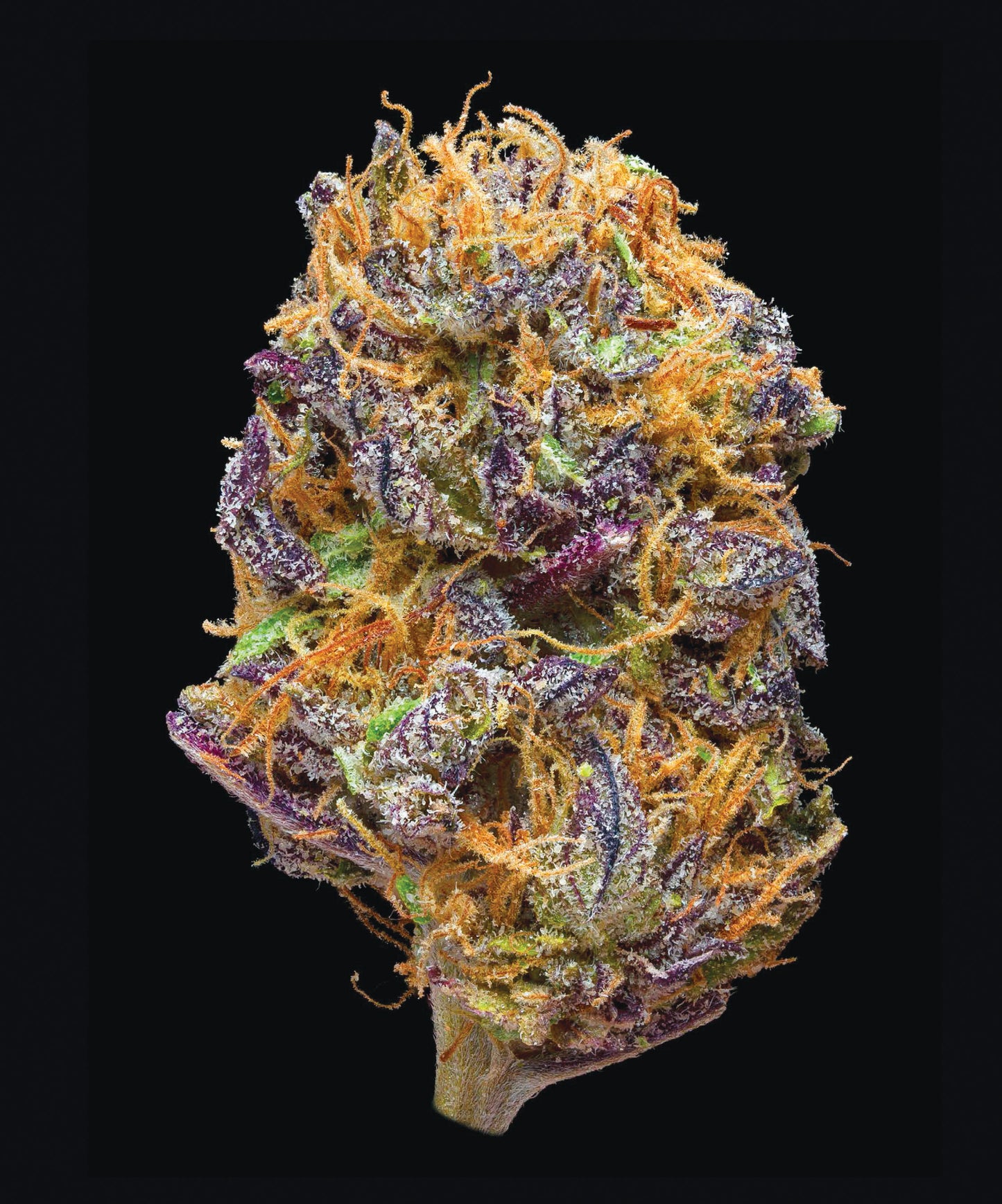 Green: A Field Guide to Marijuana